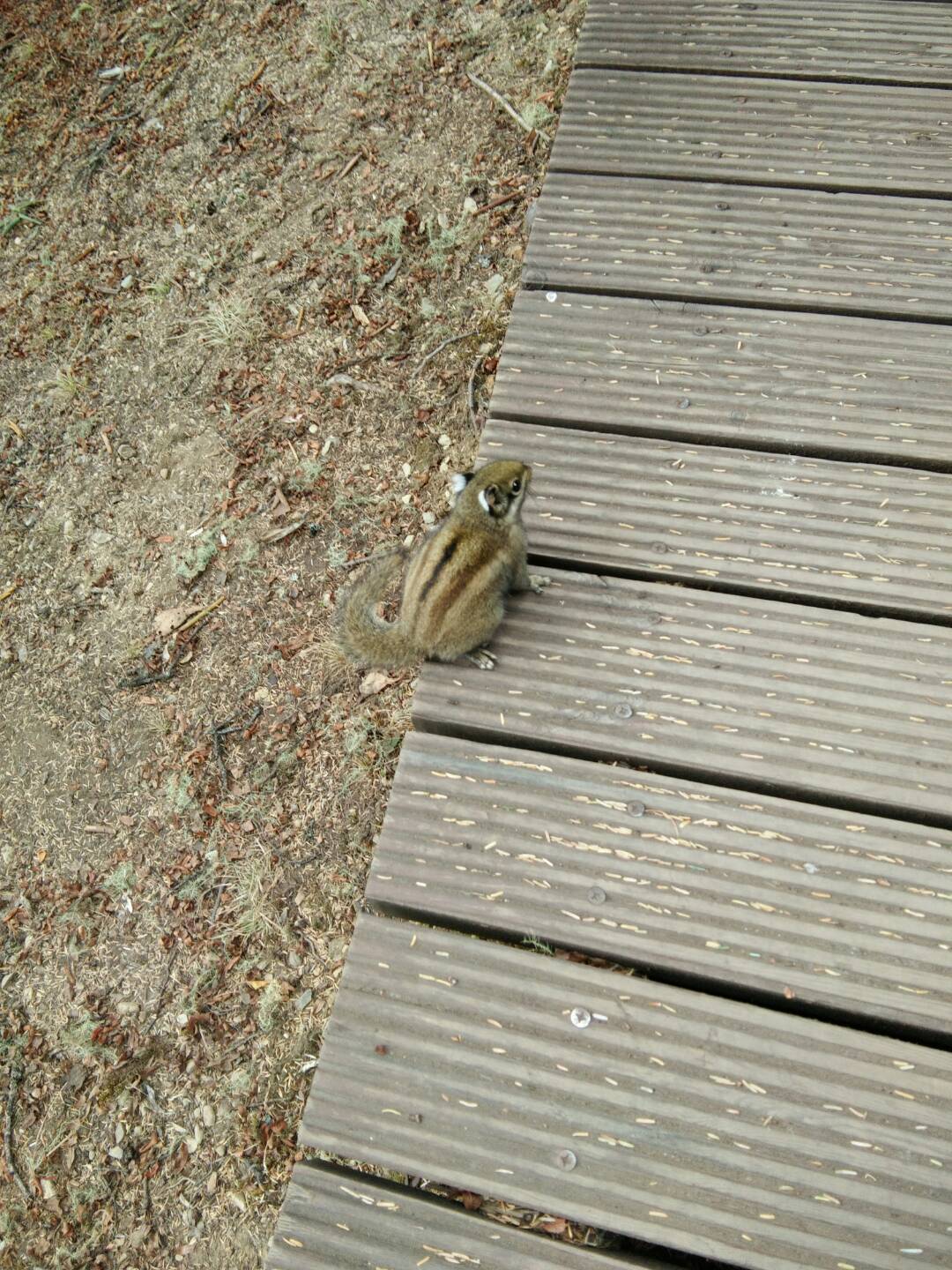 普達措國家公園中小松鼠